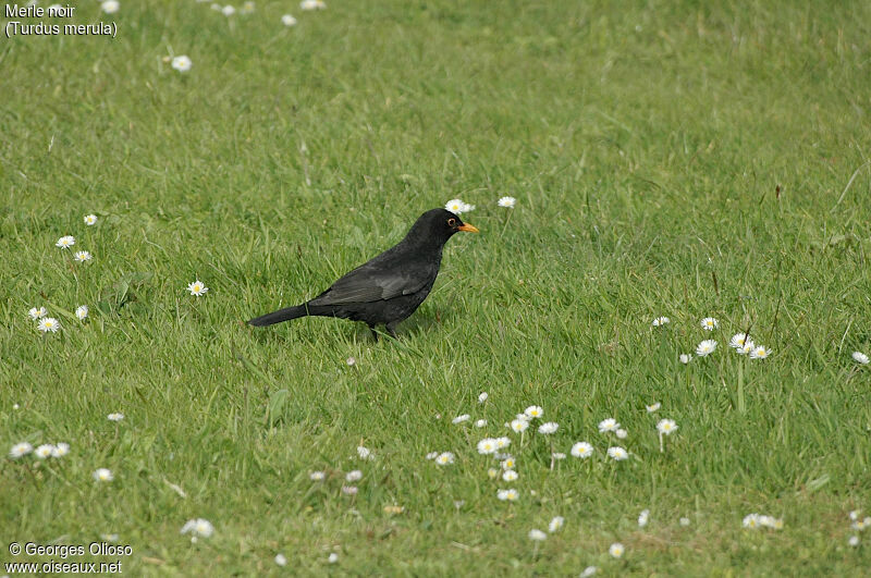 Common Blackbird