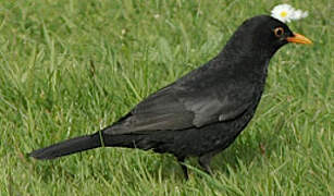 Common Blackbird