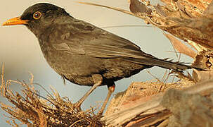 Common Blackbird