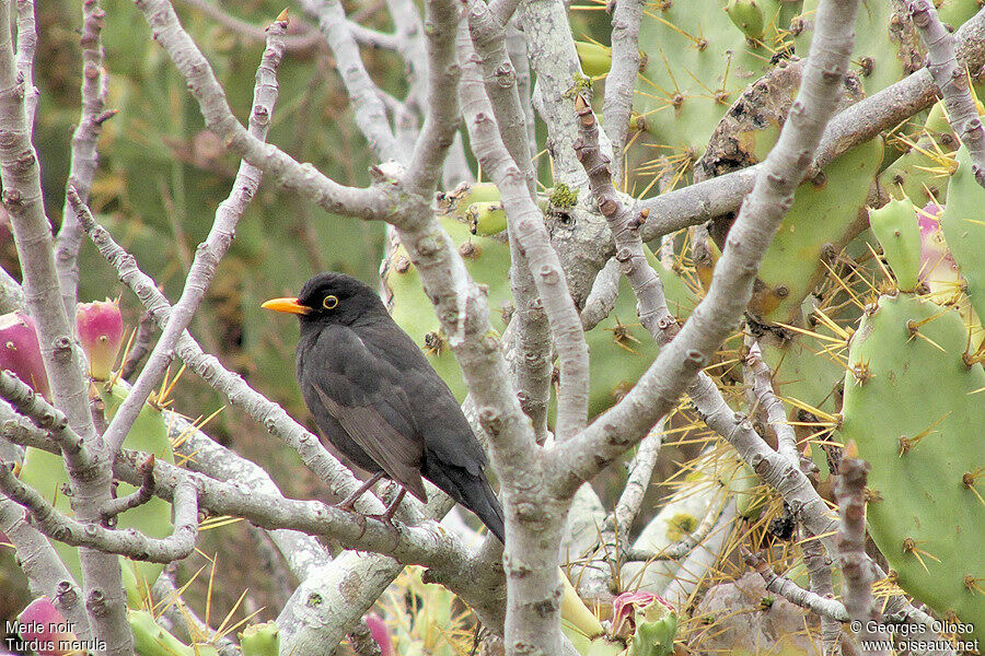 Common Blackbird male adult post breeding