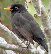 Common Blackbird