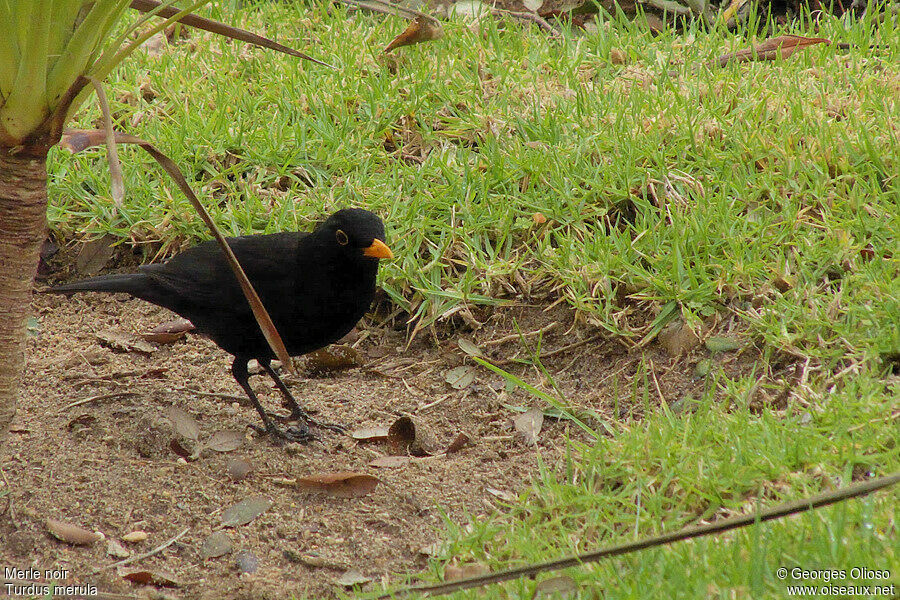 Common Blackbird male adult post breeding