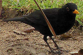 Common Blackbird