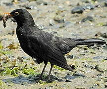 Common Blackbird