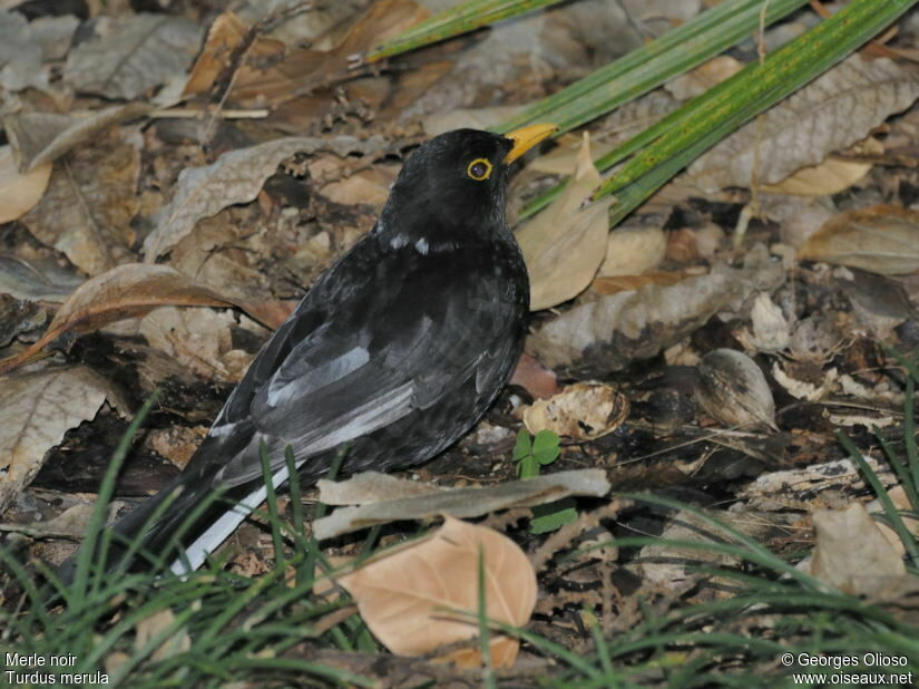 Merle noir mâle adulte nuptial, identification