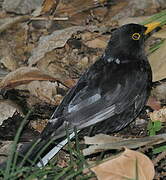 Common Blackbird