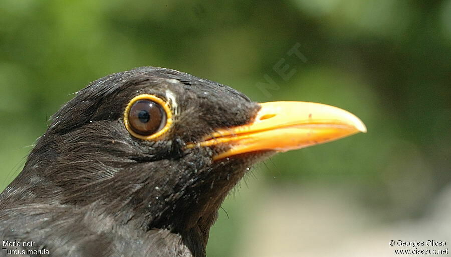 Common Blackbird male adult breeding, identification