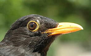 Common Blackbird