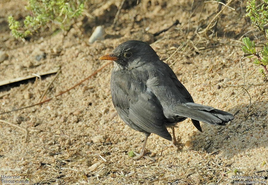 Common Blackbird male, identification