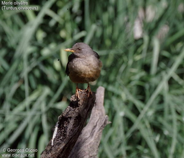 Olive Thrush