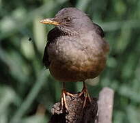 Olive Thrush