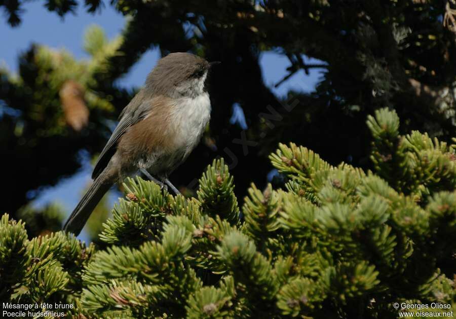 Mésange à tête brune, identification