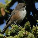 Mésange à tête brune
