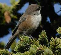 Boreal Chickadee