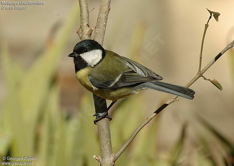 Mésange charbonnière