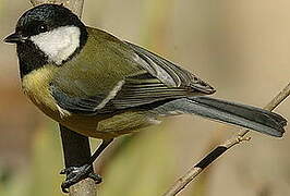 Great Tit