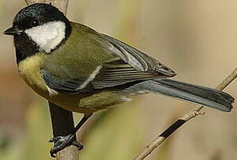 Mésange charbonnière