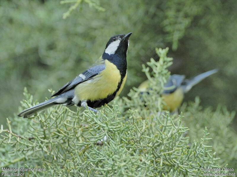 Great Tit male adult breeding