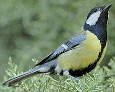 Great Tit