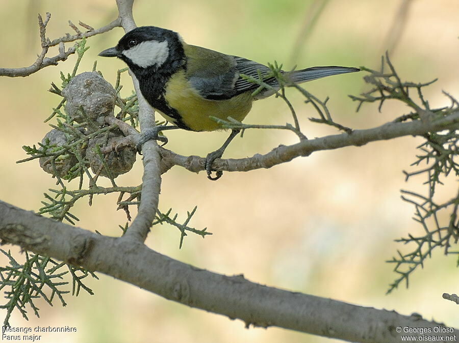 Mésange charbonnière mâle adulte nuptial