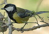 Mésange charbonnière