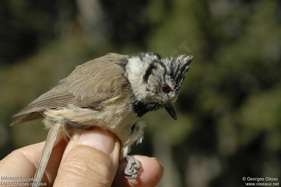 European Crested Tit male adult breeding, identification