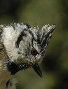 Crested Tit