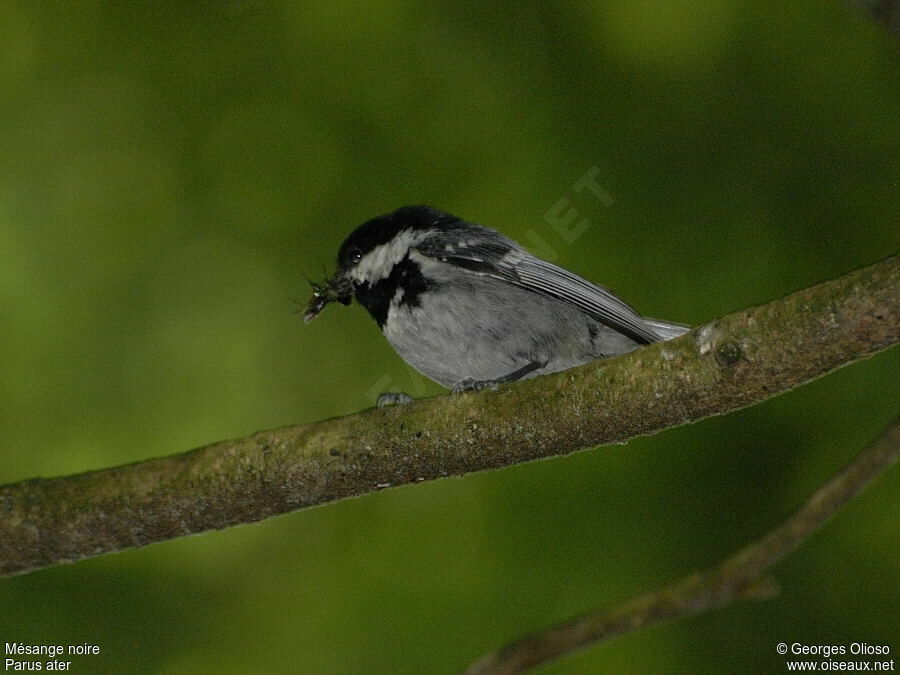 Mésange noireadulte nuptial, identification, Nidification