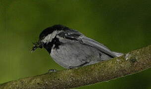 Coal Tit