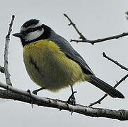 African Blue Tit