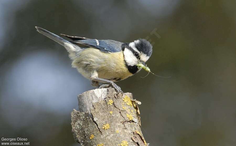 African Blue Tit female adult, feeding habits, Reproduction-nesting