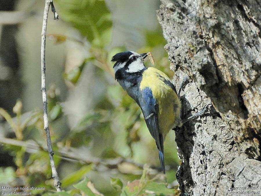 Mésange nord-africaineadulte nuptial