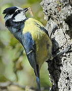 African Blue Tit