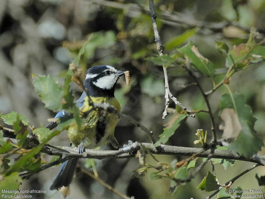 African Blue Titadult breeding