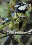 African Blue Tit