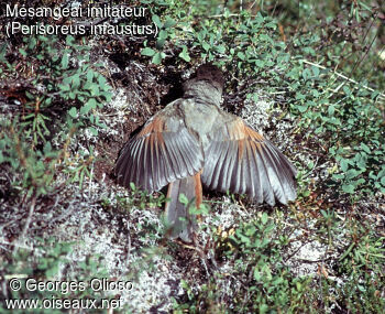 Siberian Jay