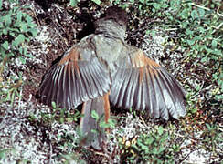 Siberian Jay