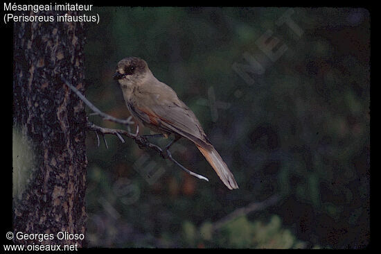 Siberian Jay