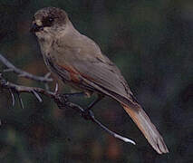 Siberian Jay