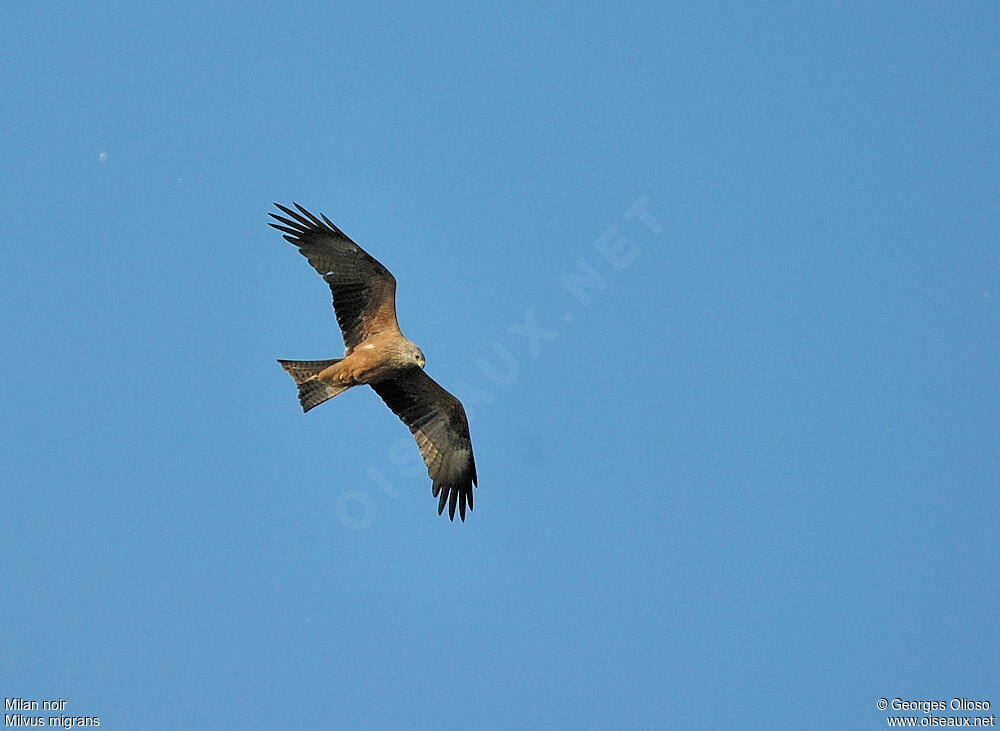 Black Kiteadult breeding