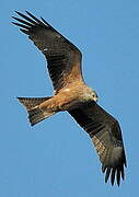 Black Kite