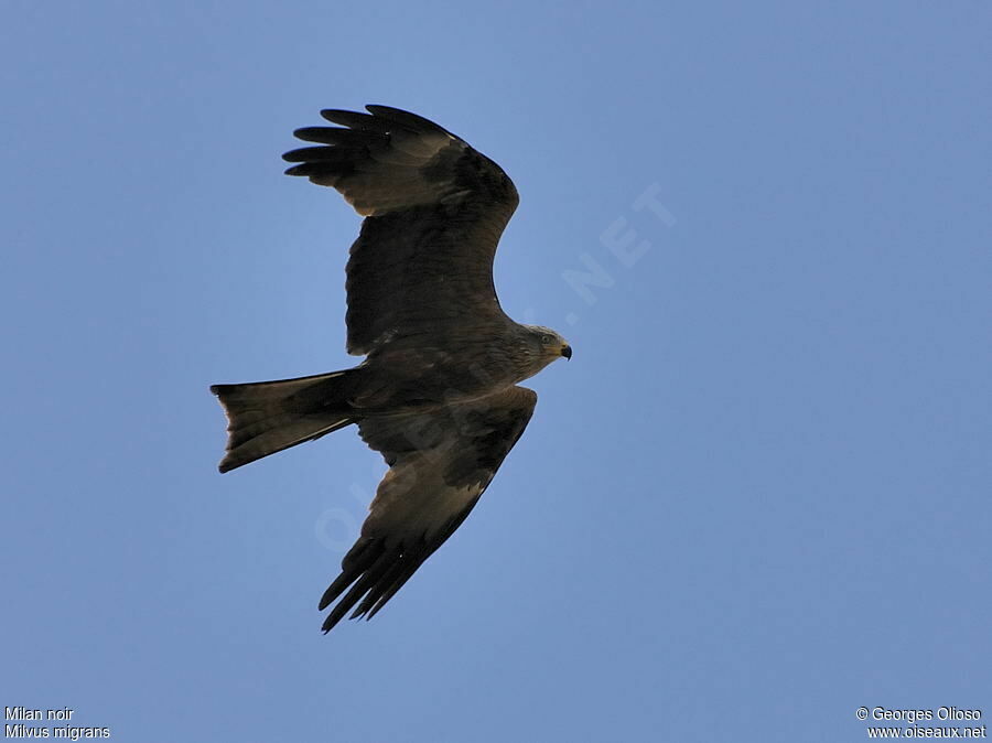 Black Kite