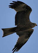 Black Kite