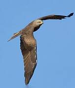 Black Kite