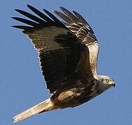 Red Kite