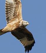 Red Kite