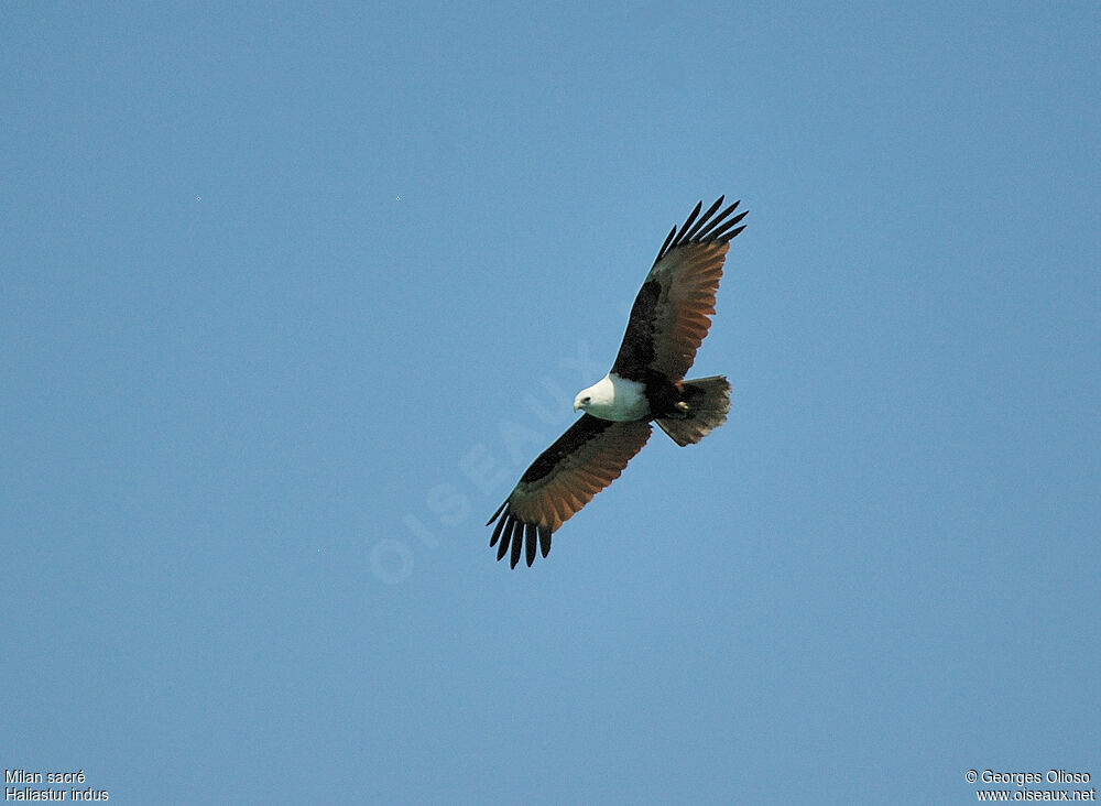 Brahminy Kiteadult