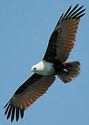 Brahminy Kite