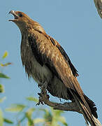 Whistling Kite