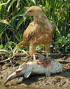 Whistling Kite